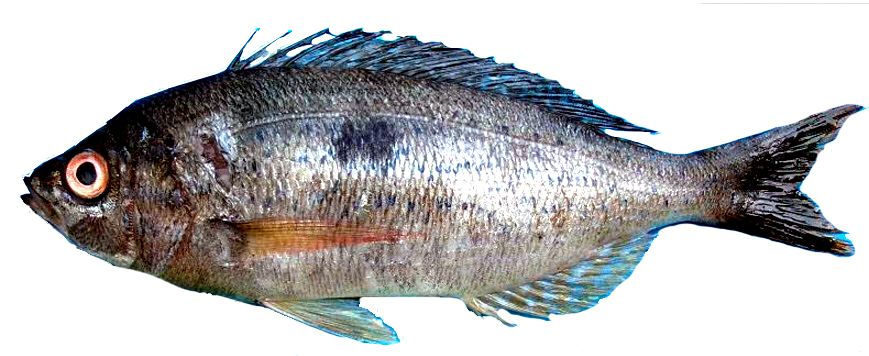 Spicara maena_010